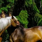 Приватні уроки верхової їзди. Кінні прогулянки,  фотосесії. Коні.