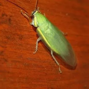 Panchlora nivea (банановый)