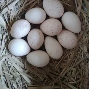 Продам индюшиное инкубационное яйцо
