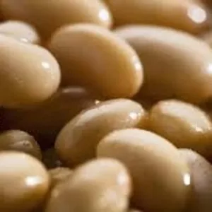 Закупівля квасолі великими партіями для виробництва