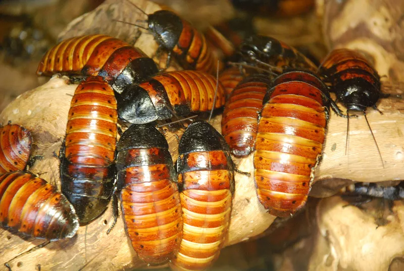 Мадагаскарские шипящие тараканы 
