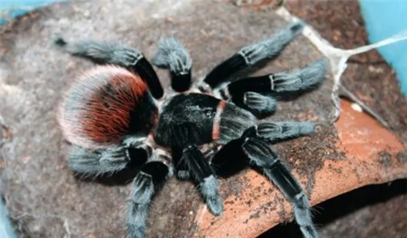 Продам пауки  Brachypelma vagans 