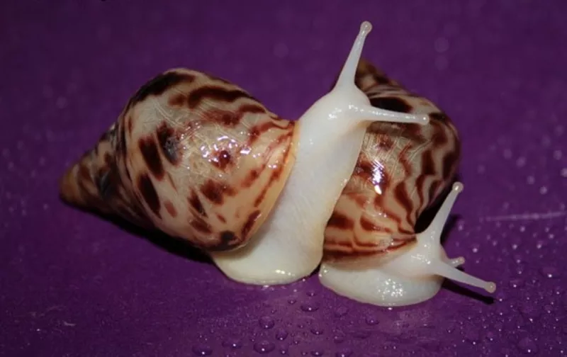  Achatina reticulata  2