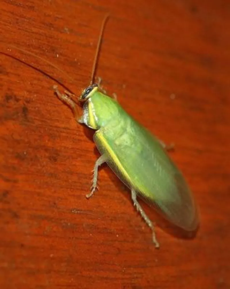 Panchlora nivea (банановый)