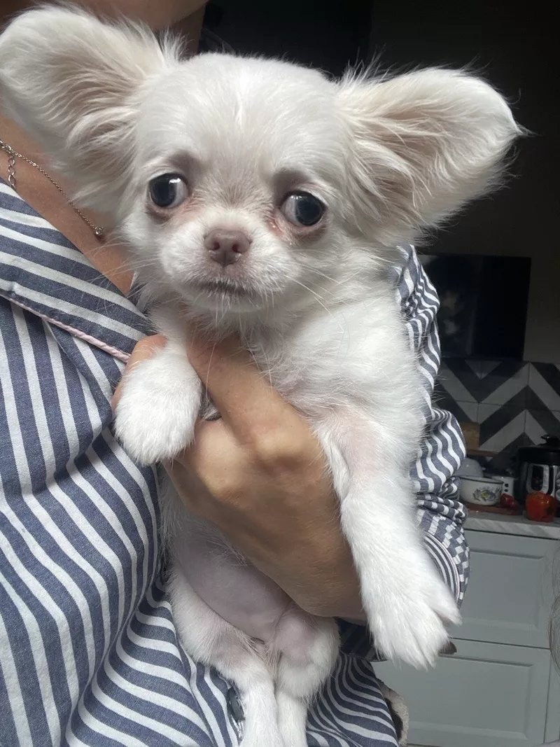 Прекрасна дівчинка чихуахуа,  Львiв 4