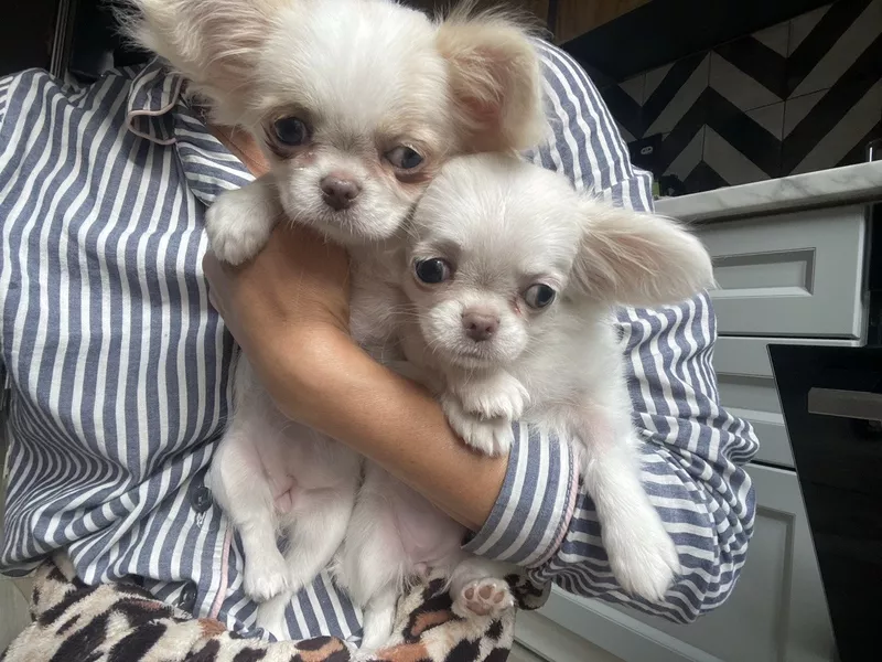 Прекрасна дівчинка чихуахуа,  Львiв 5