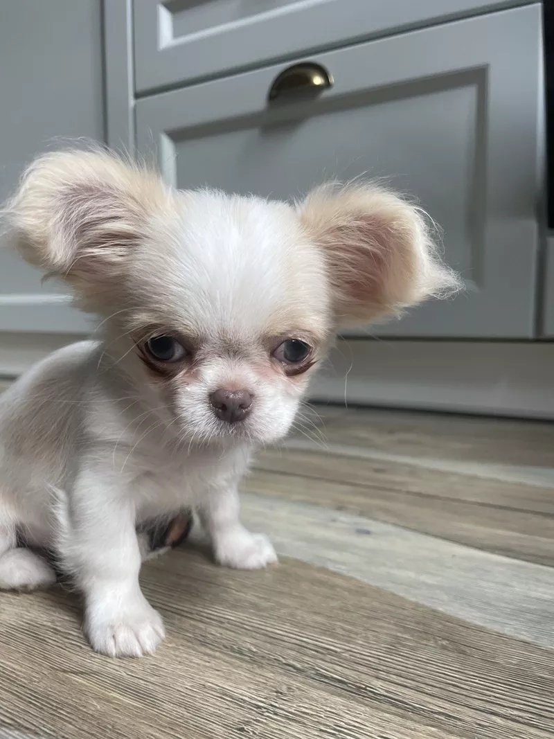 Прекрасна дівчинка чихуахуа,  Львiв 2