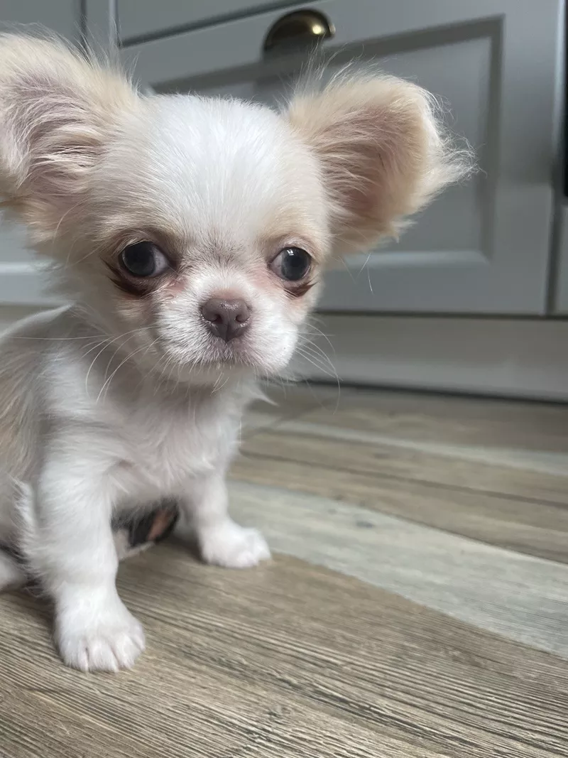 Прекрасна дівчинка чихуахуа,  Львiв 3