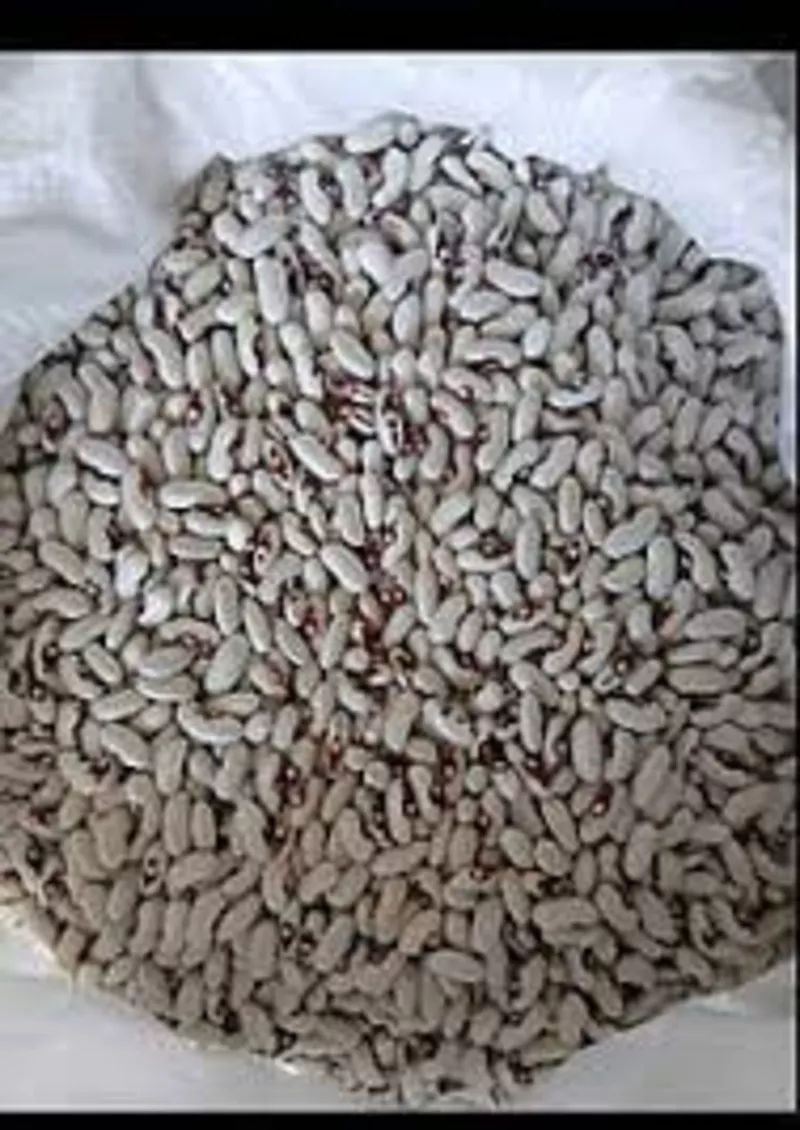 Закуповуємо квасолю по всій Україні із забезпеченням самовивозу.