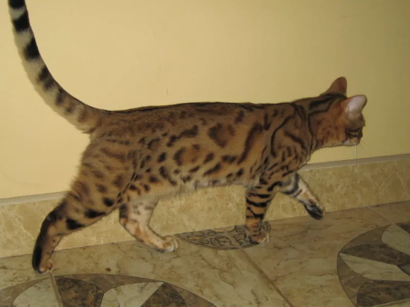 Бенгальские   котята (пятнистые леопардики)